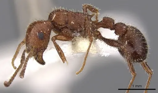 Tetramorium bequaerti specimen CASENT0901248 image casent0901248_3