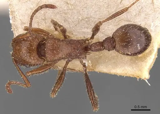 Tetramorium bequaerti specimen CASENT0909124 image casent0909124_1