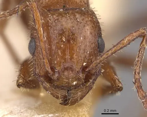 Tetramorium bequaerti specimen CASENT0909124 image casent0909124_2