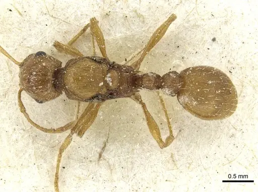 Tetramorium bequaerti specimen CASENT0913992 image casent0913992_1