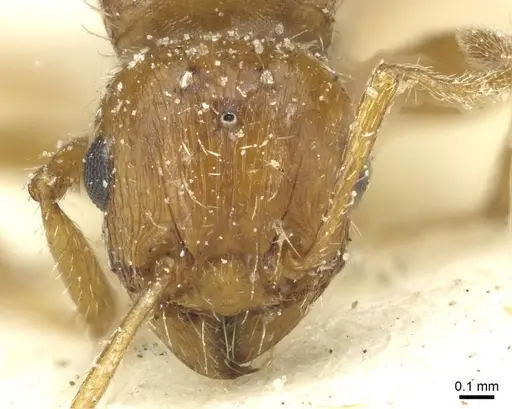 Tetramorium bequaerti specimen CASENT0913992 image casent0913992_2
