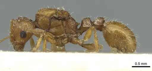 Tetramorium bequaerti specimen CASENT0913992 image casent0913992_3