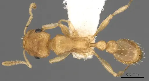 Tetramorium berbiculum specimen CASENT0901214 image casent0901214_1
