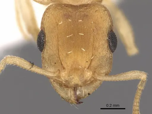 Tetramorium berbiculum specimen CASENT0901214 image casent0901214_2