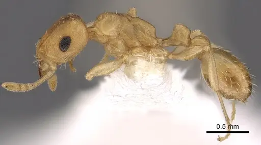 Tetramorium berbiculum specimen CASENT0901214 image casent0901214_3