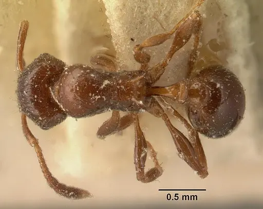 Tetramorium bessonii specimen CASENT0101145 image casent0101145_1