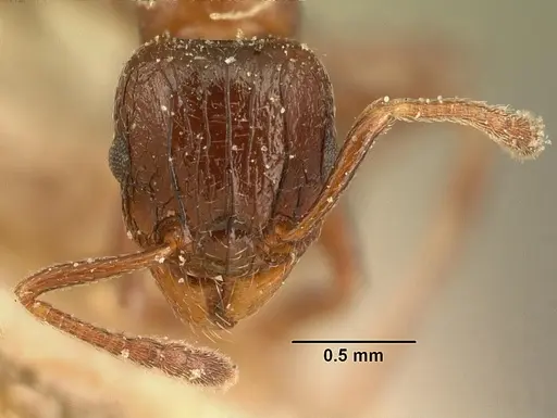 Tetramorium bessonii specimen CASENT0101145 image casent0101145_2
