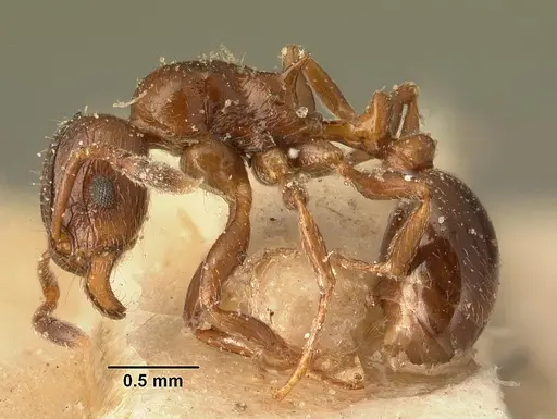 Tetramorium bessonii specimen CASENT0101145 image casent0101145_3