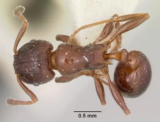 Tetramorium bessonii specimen CASENT0101277 image casent0101277_1