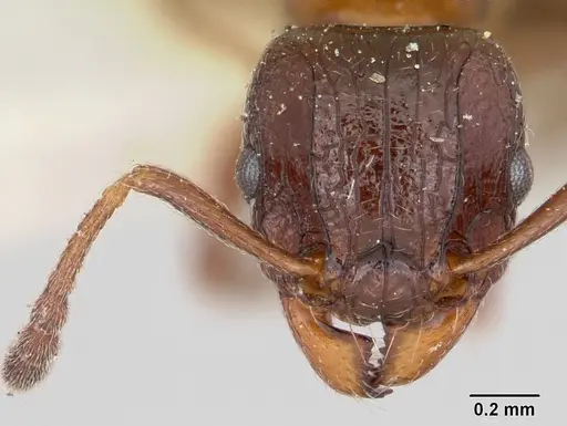 Tetramorium bessonii specimen CASENT0101277 image casent0101277_2