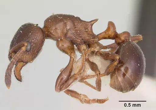 Tetramorium bessonii specimen CASENT0101277 image casent0101277_3