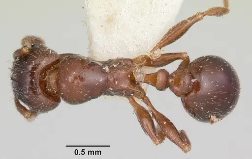 Tetramorium bessonii specimen CASENT0101278 image casent0101278_1