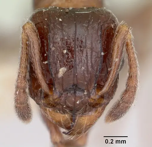 Tetramorium bessonii specimen CASENT0101278 image casent0101278_2