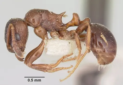 Tetramorium bessonii specimen CASENT0101278 image casent0101278_3