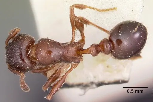 Tetramorium bessonii specimen CASENT0101297 image casent0101297_1