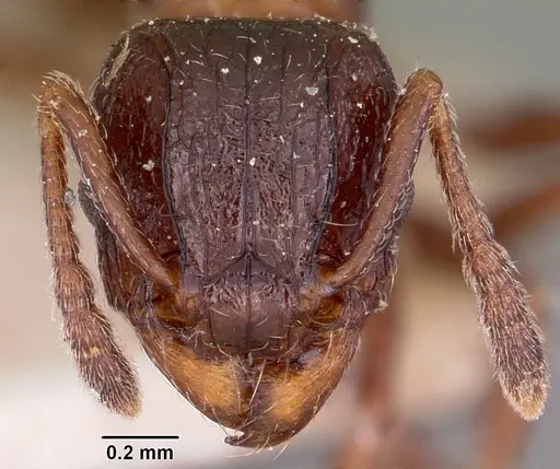 Tetramorium bessonii specimen CASENT0101297 image casent0101297_2