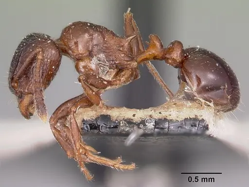 Tetramorium bessonii specimen CASENT0101297 image casent0101297_3