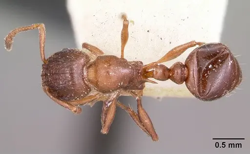Tetramorium bessonii specimen CASENT0101298 image casent0101298_1