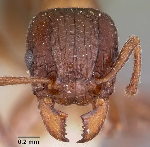 Tetramorium bessonii specimen CASENT0101298 image casent0101298_2