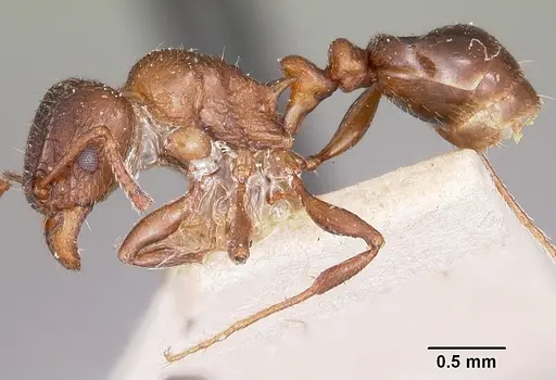 Tetramorium bessonii specimen CASENT0101298 image casent0101298_3