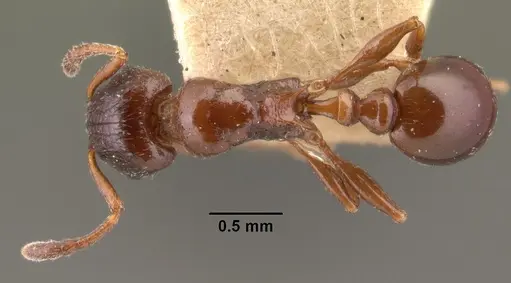 Tetramorium bessonii specimen CASENT0101484 image casent0101484_1