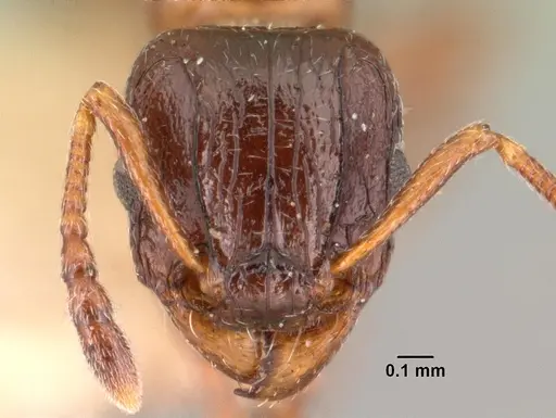 Tetramorium bessonii specimen CASENT0101484 image casent0101484_2