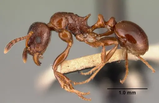 Tetramorium bessonii specimen CASENT0101484 image casent0101484_3