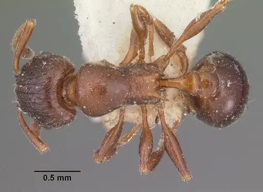 Tetramorium bessonii specimen CASENT0102347 image casent0102347_1