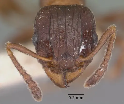 Tetramorium bessonii specimen CASENT0102347 image casent0102347_2