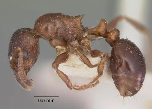 Tetramorium bessonii specimen CASENT0102347 image casent0102347_3