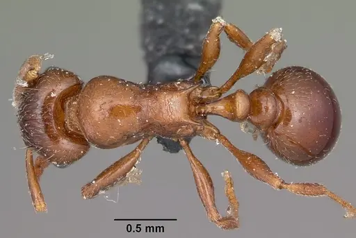 Tetramorium bessonii specimen CASENT0104606 image casent0104606_1