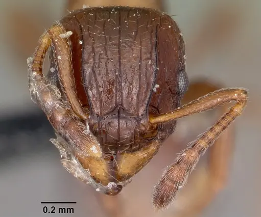 Tetramorium bessonii specimen CASENT0104606 image casent0104606_2