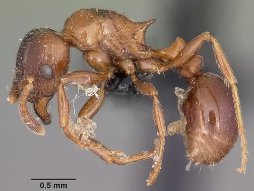 Tetramorium bessonii specimen CASENT0104606 image casent0104606_3