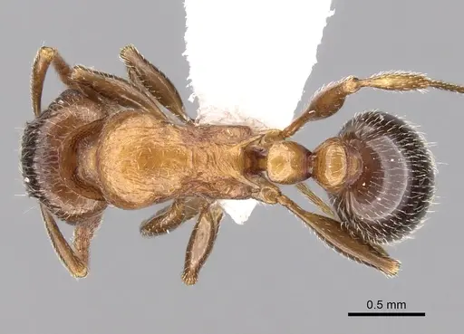 Tetramorium bessonii specimen CASENT0247550 image casent0247550_1
