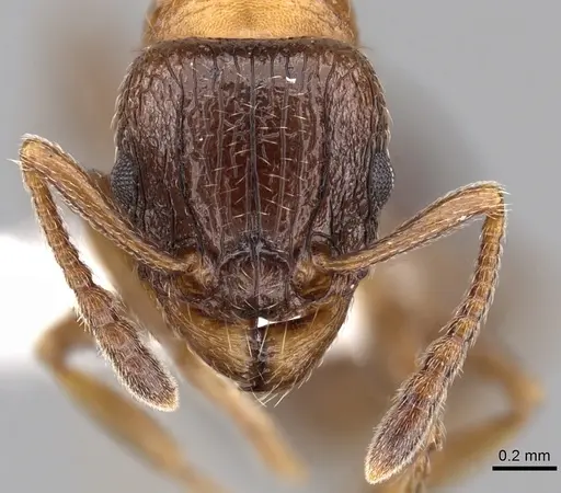 Tetramorium bessonii specimen CASENT0247550 image casent0247550_2