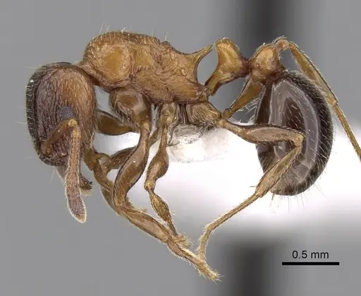 Tetramorium bessonii specimen CASENT0247550 image casent0247550_3