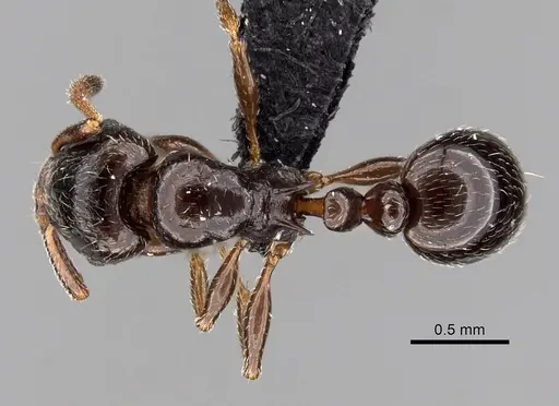 Tetramorium bessonii specimen CASENT0456799 image casent0456799_1