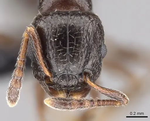 Tetramorium bessonii specimen CASENT0456799 image casent0456799_2