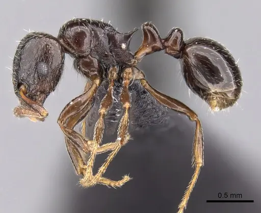 Tetramorium bessonii specimen CASENT0456799 image casent0456799_3