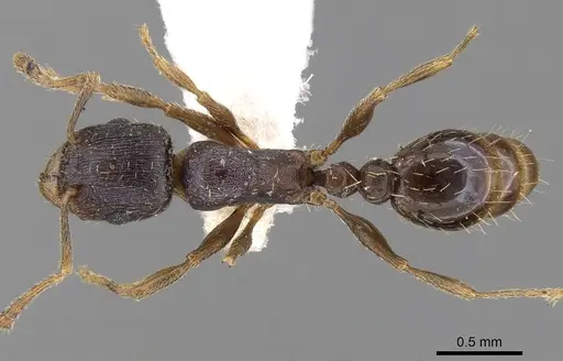 Tetramorium bevisi specimen CASENT0280858 image casent0280858_1