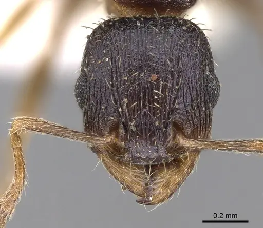 Tetramorium bevisi specimen CASENT0280858 image casent0280858_2
