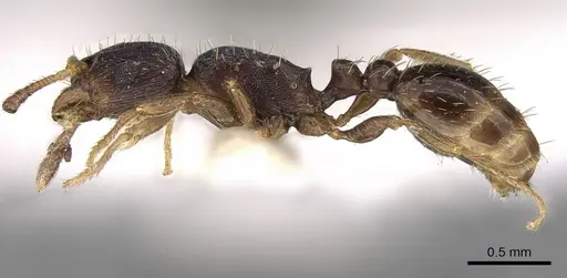 Tetramorium bevisi specimen CASENT0280858 image casent0280858_3