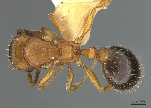 Tetramorium bicarinatum specimen ANTWEB1041902 image antweb1041902_1