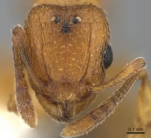 Tetramorium bicarinatum specimen ANTWEB1041902 image antweb1041902_2