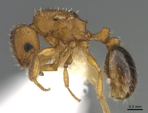 Tetramorium bicarinatum specimen ANTWEB1041902 image antweb1041902_3