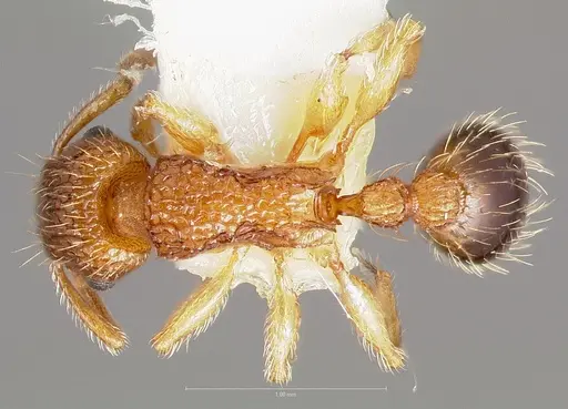Tetramorium bicarinatum specimen CASENT0005826 image casent0005826_1