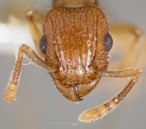 Tetramorium bicarinatum specimen CASENT0005826 image casent0005826_2