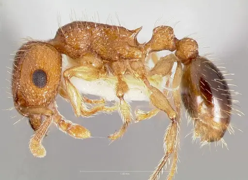 Tetramorium bicarinatum specimen CASENT0005826 image casent0005826_3