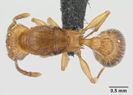Tetramorium bicarinatum specimen CASENT0055694 image casent0055694_1