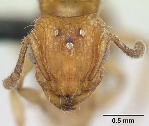 Tetramorium bicarinatum specimen CASENT0055694 image casent0055694_2